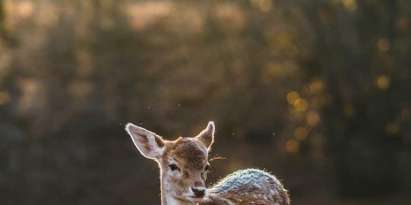 掘金中东蓝海：解码跨境电商消费密码与通关物流实战